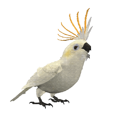 Ara