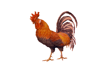 Coq