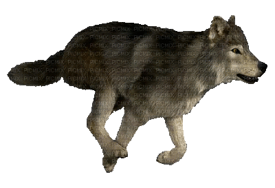 Loup